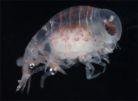 Hyperia sp. © Karen Osborn.