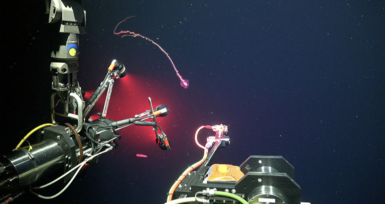 EyeRIS capturing specimen data from ROV SuBastian. © Schmidt Ocean Institute.